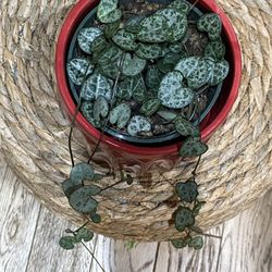 String Of Hearth