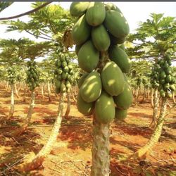 Papaya Tree