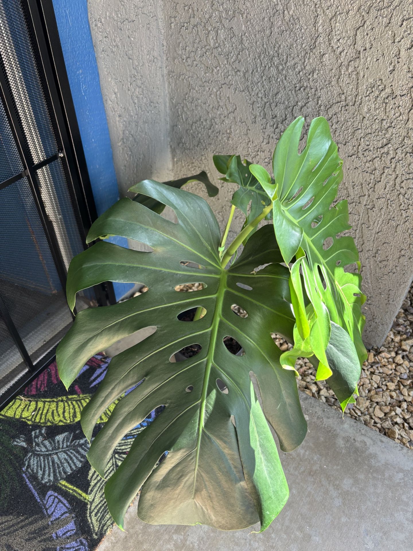 Monstera Potted Plant