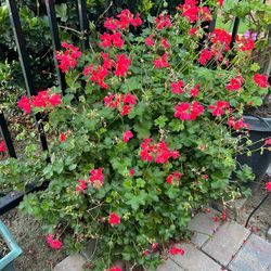 Geranium coral hybrid plant
