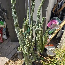 Cactus,  28 to 53 Inches, GREAT for Pots..Blue Montrose,  They Get 6 Inch White Flowers.. $25 each.