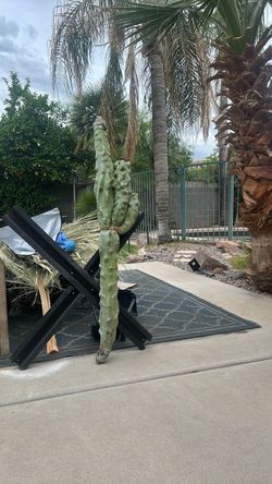 Monstrous Totem Pole Cactus