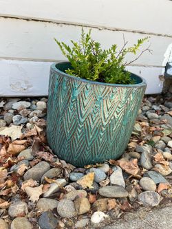 Set of ceramic planters with plants
