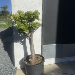 Lush Healthy Jade Plant