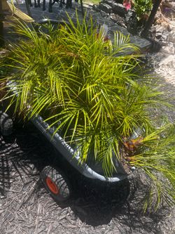 Pygmy palms
