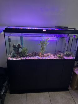 55 Gallon Aquarium With Stand