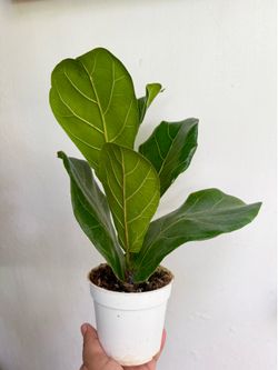 Plants (4”pot🌿Fiddle leaf fig $5)