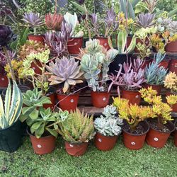 Variety Of Succulents Plants 