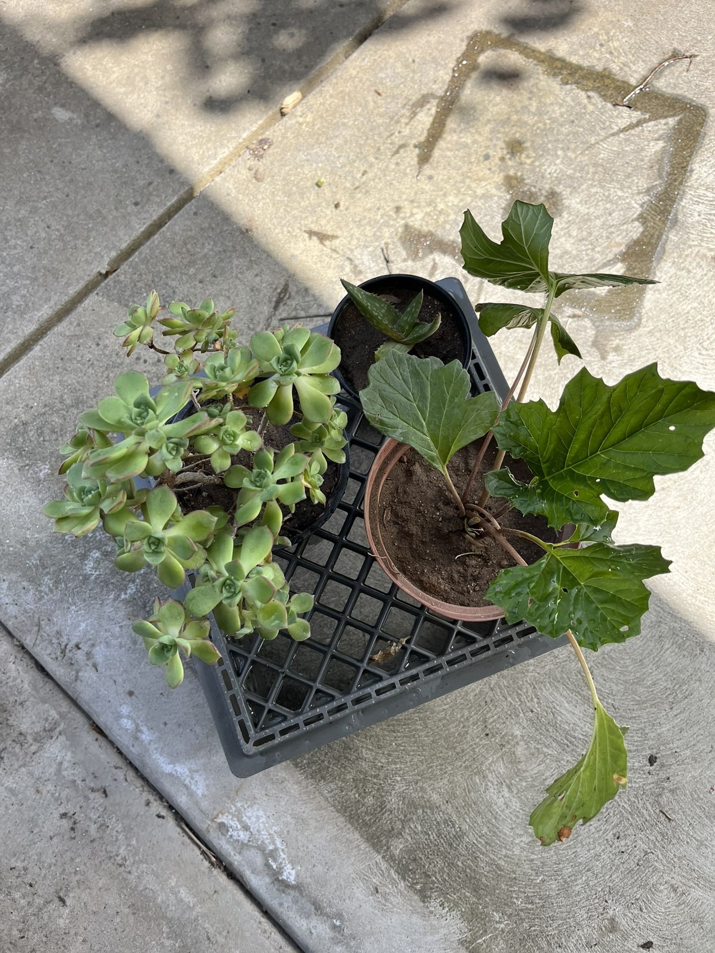 Total Of 3 Plants For$10