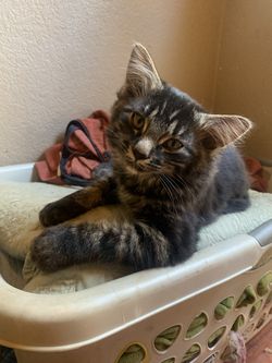 Kittens