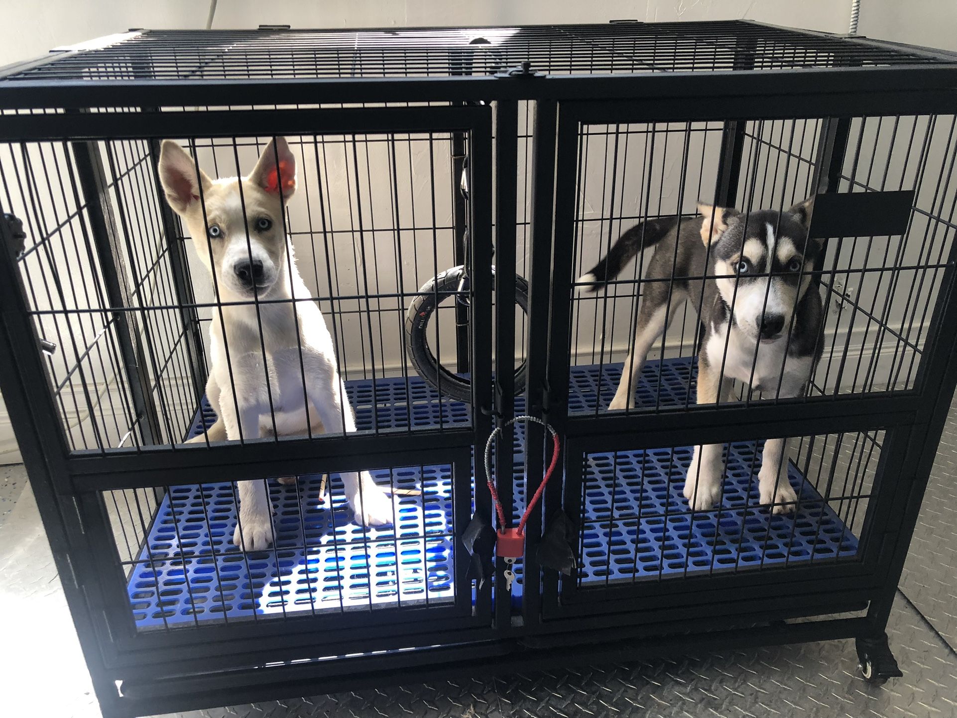 Bully Folding 43" Double Door Removable Divider Black, Open Top Heavy Duty Dog Pet Cage Kennel w/Trays