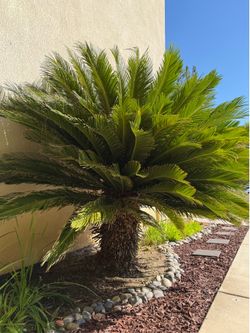 Large Sago Palm Tree