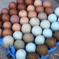 Organic Colorful Eggs