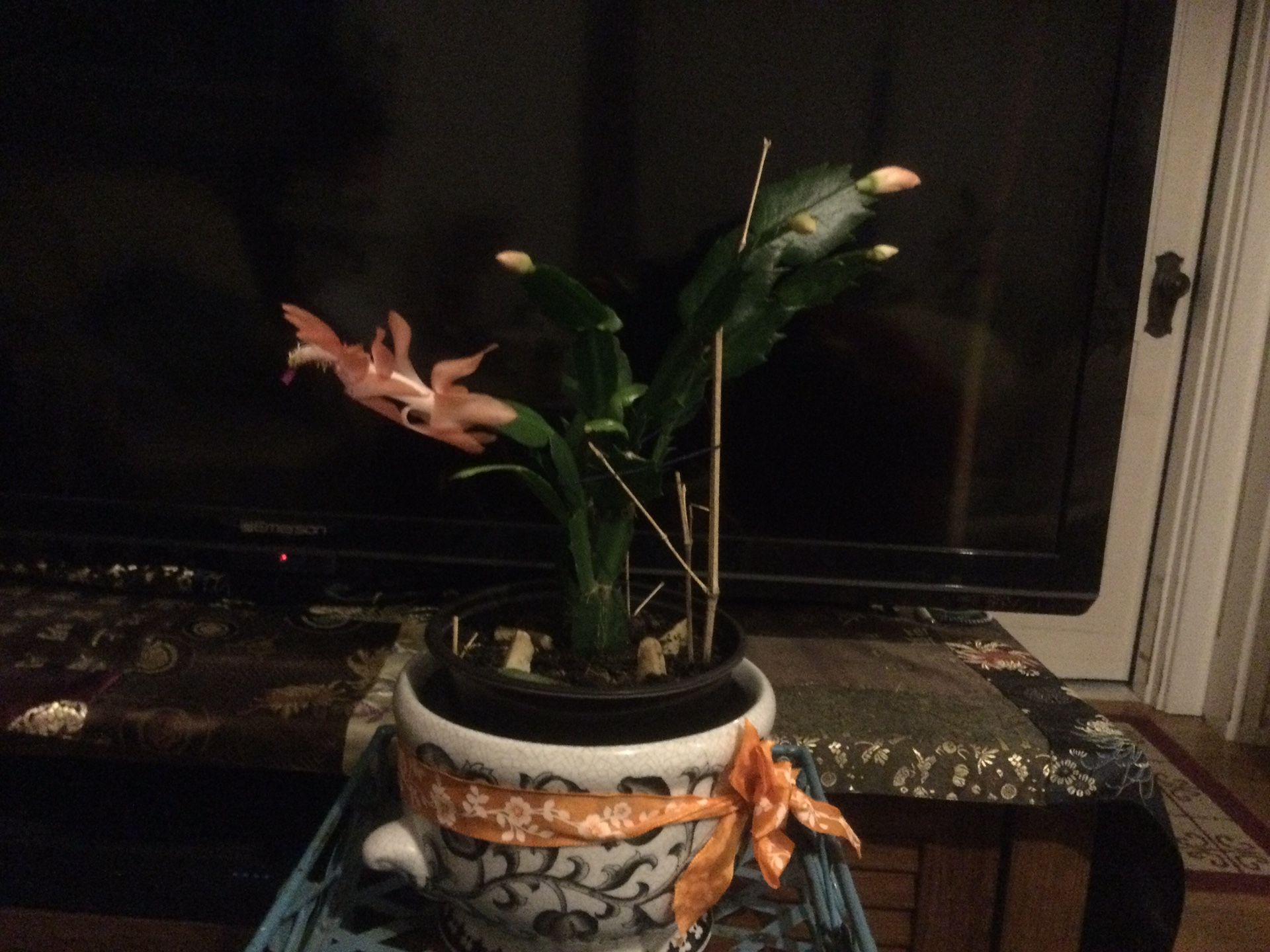 Christmas Cactus 