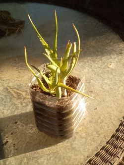 Aloe Vera Plant 🌿 Fast Growing • Easy Care • Indoor/Outdoor
Planta Aloe Vera 🌿 Crecimiento Rápido