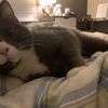 Pierre
