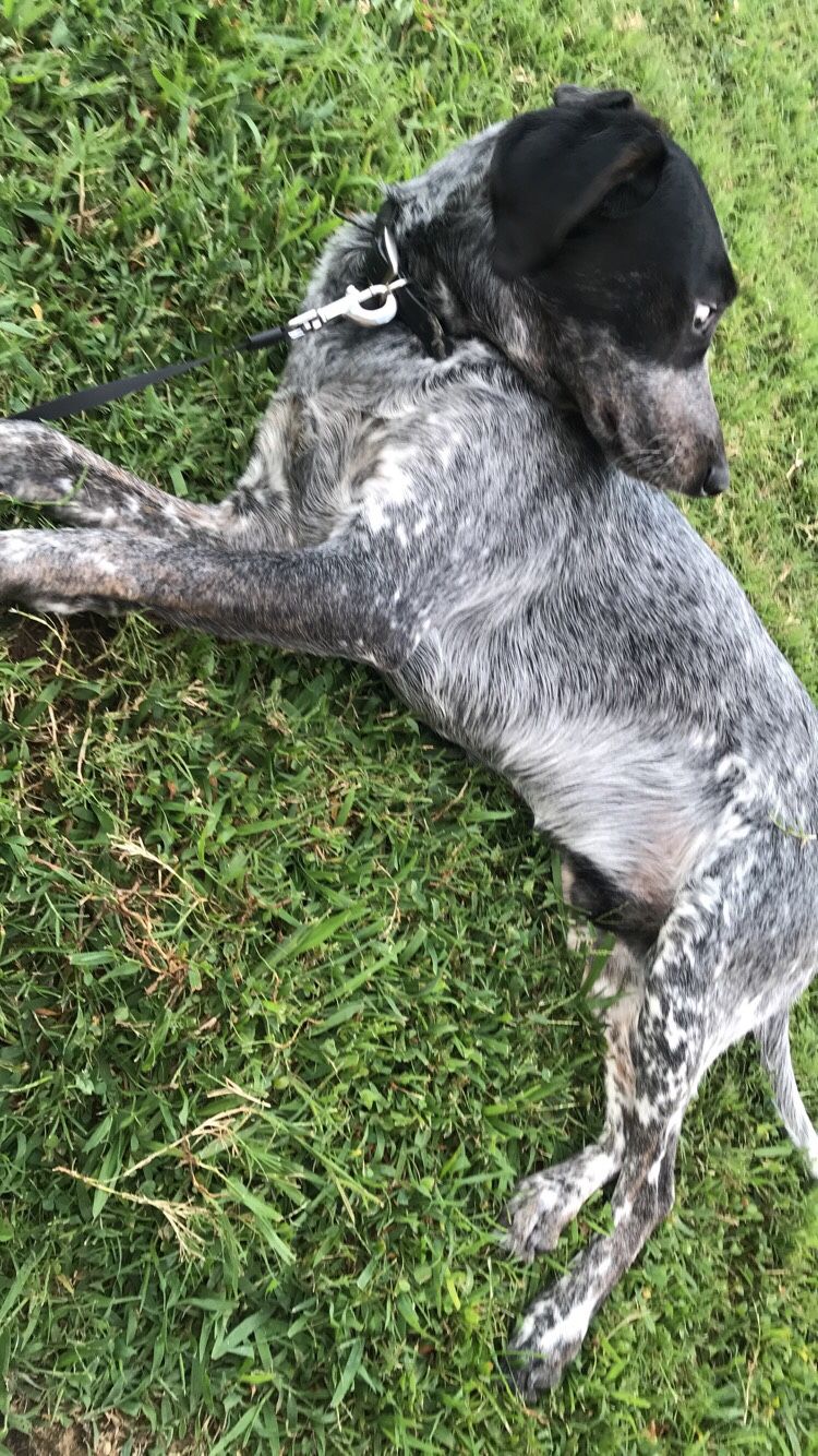 Blue Heeler/ Blue Tick Hound Mix