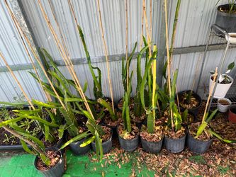 Dragon fruit plant pitaya Philippines Vietnamese White