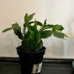 Easter Cactus 