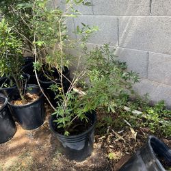 5 Gal Vitex Tree