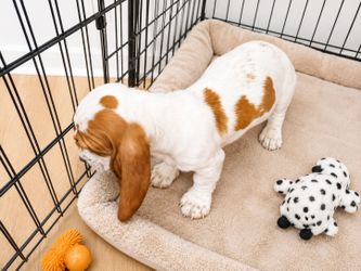 Kennel