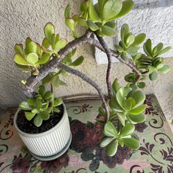 Plant - Jade Bonsai Succulent In Ceramic Pot With Attached Drainage Saucer
