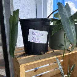 Philodendron Red Emerald Live Plant 