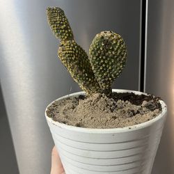 🪴housplant Bunny Ear Cactus In Ceramic Pot 