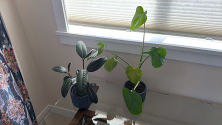 House plants
