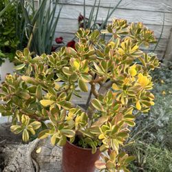 Jade Plant 
