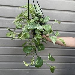 6” snow queen pothos
