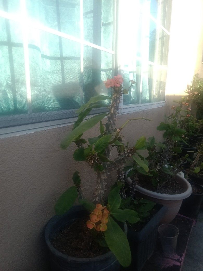 Beautiful Plant