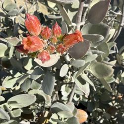 Huge Ceramic Pot And Silver Teaspoon Succulent