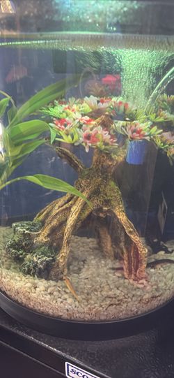Iso Unwanted Fish Tank Stuff