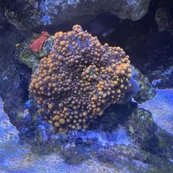 King Kong Ricordia Mushroom 