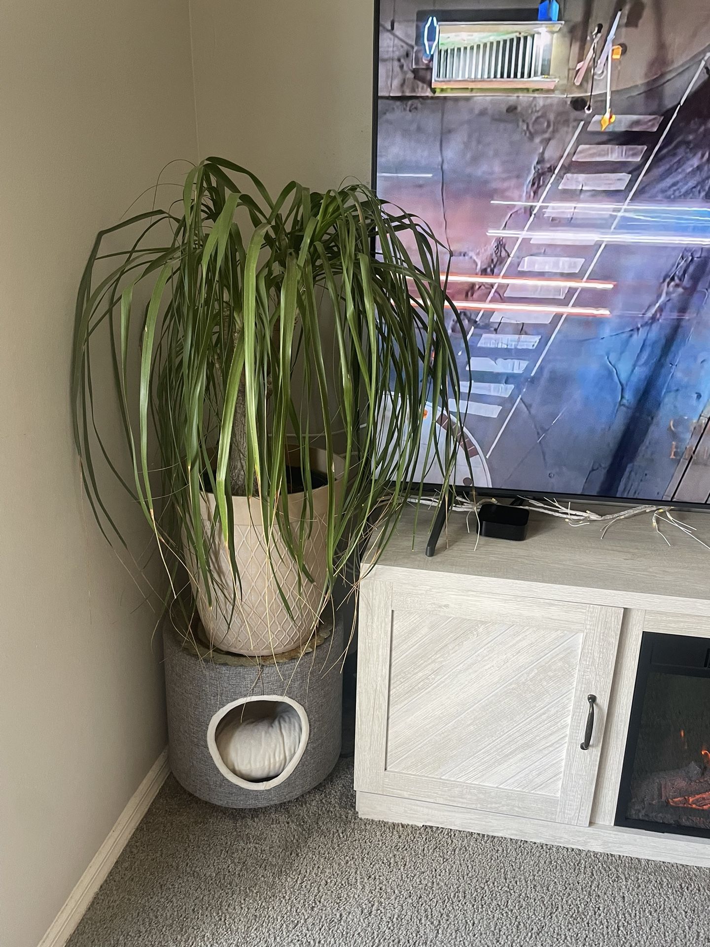 Modern Cat Bed
