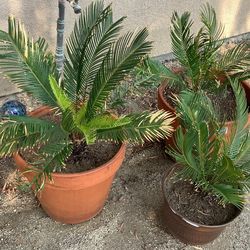 Saco Palms3 For 30
