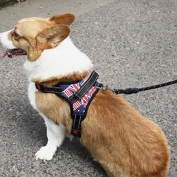 Dog Harness/Size Small Fits 11-20 Pound Dog 