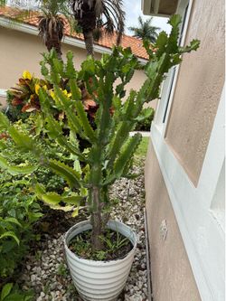 Dragon bones/ 🌵 cactus
