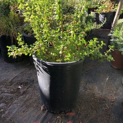 * elephant bush * And many other succulents available * drought tolerant *