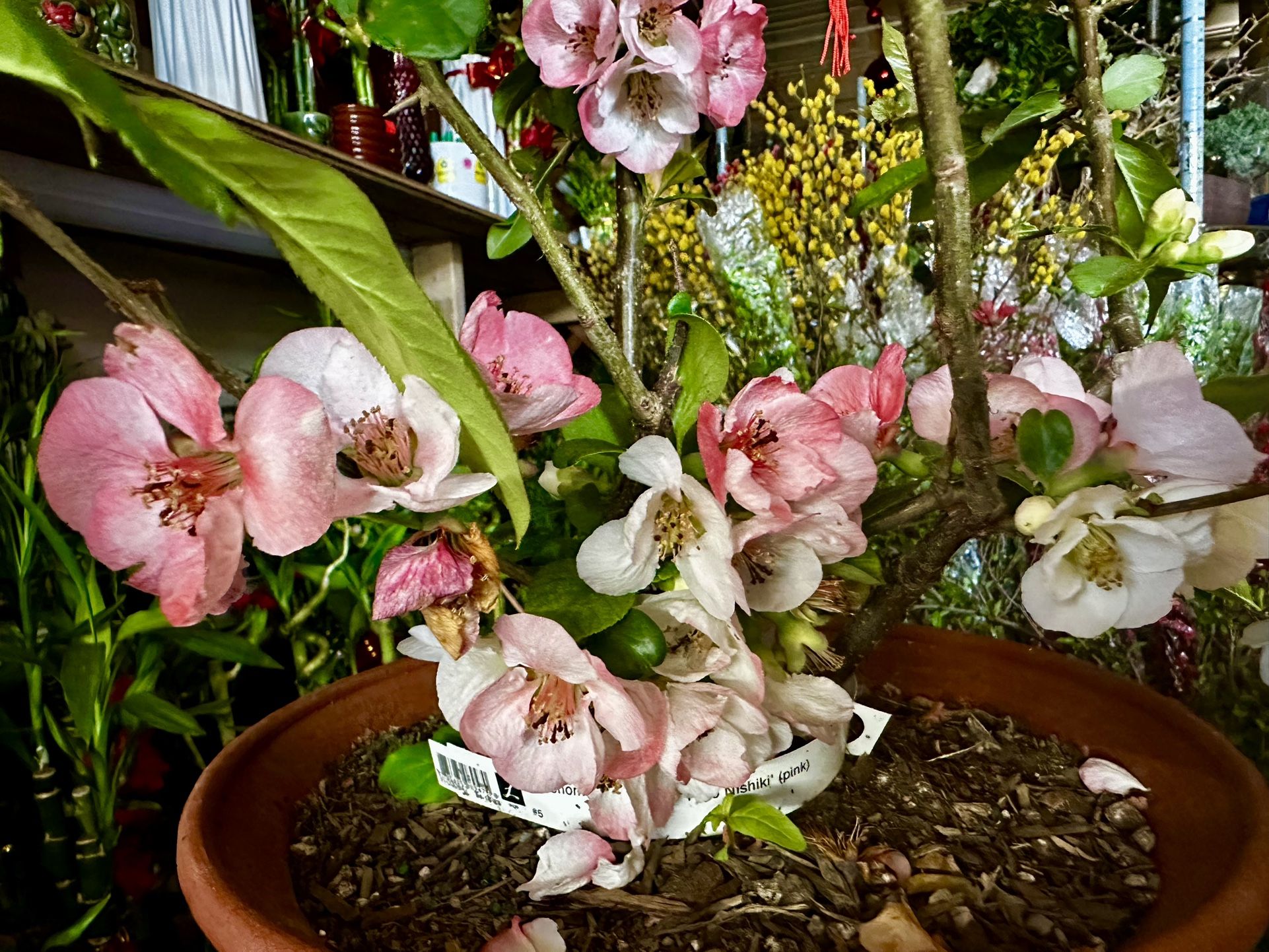 Big And Tall Toyo Nishiki Plants With Flowers Tricolor
