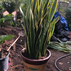 Beautiful Ceramic Pot Snake Plant $68 Each 