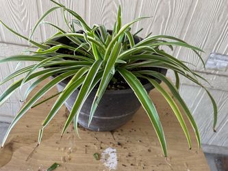 Planta spiderman $10