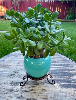 Jade plant (crassula ovata)