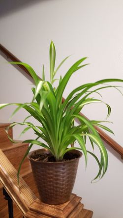 Spider Plant Care (Chlorophytum Comosum