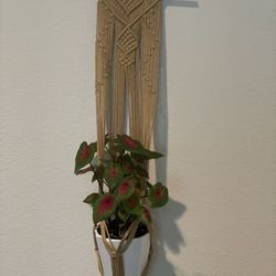 Macrame Hanger Plant