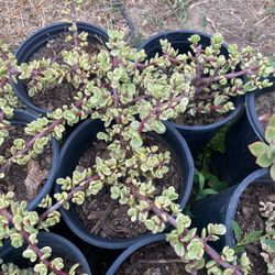 Portulacaria Afra