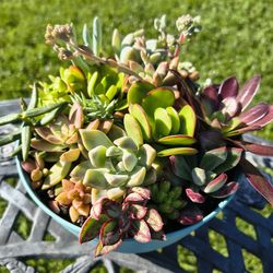 Succulent arrangement