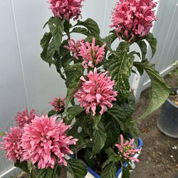 FLOWERS Justicia carnea