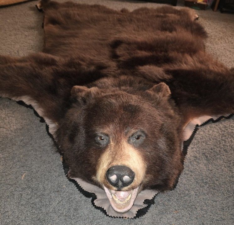 Bear Skin Rug for Sale in Ruston, WA - OfferUp